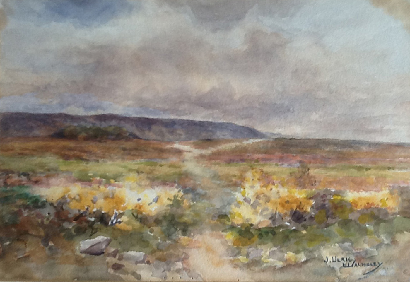 Gorse bushes on the moors